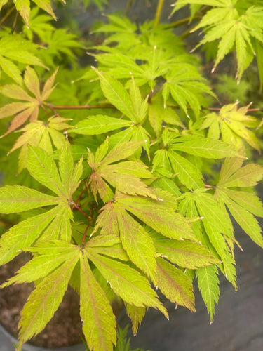 Acer palmatum 'Kaga kujaku' - Maple Ridge Nursery